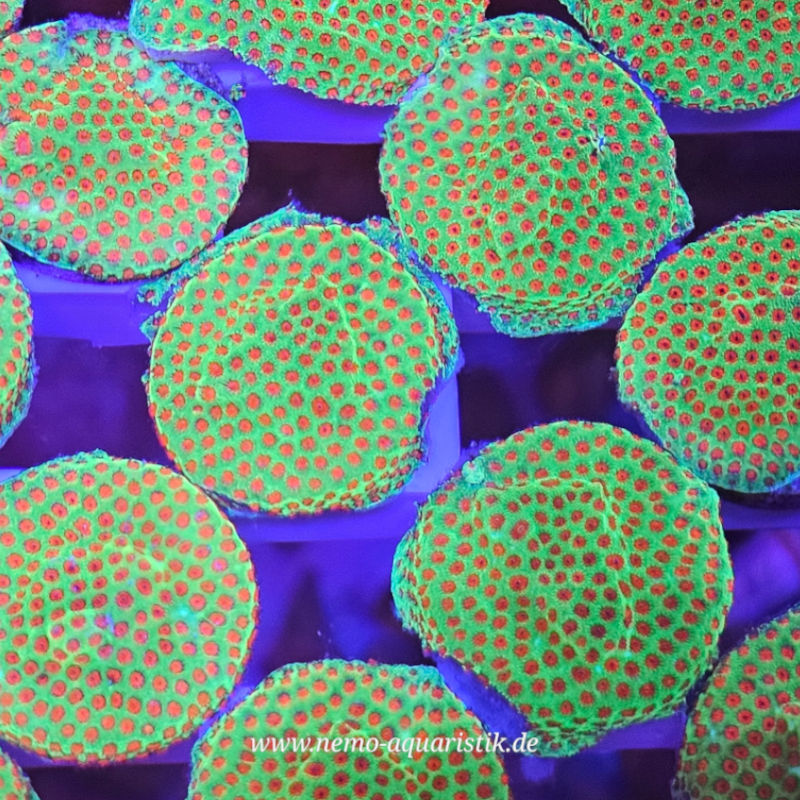 Montipora Grinch 1 Montipora Grinch Nachzucht