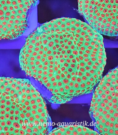 Meeresaquaristik 18 Meeresaquaristik 6