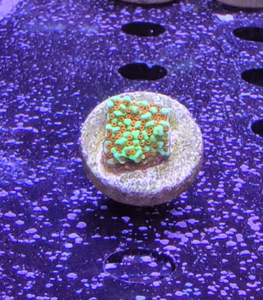 Montipora the Grinch Ableger 3