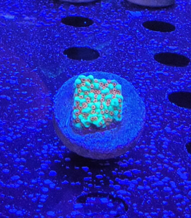 Montipora the Grinch Ableger 2