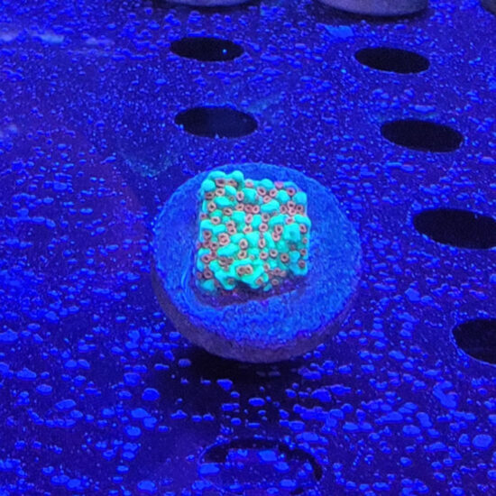 Montipora the Grinch Ableger 1