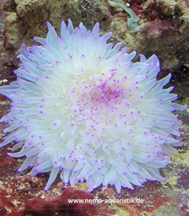 Heteractis Malu Crispa Hawaiianemone lila Spitzen 3