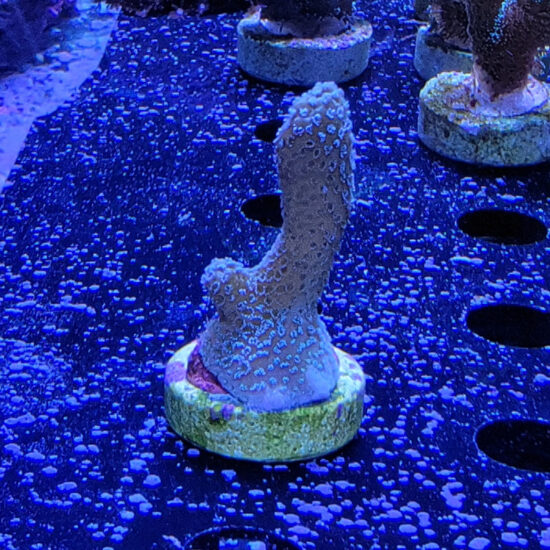 Montipora silver surfer Ableger