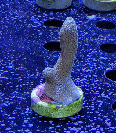 Montipora silver surfer Ableger