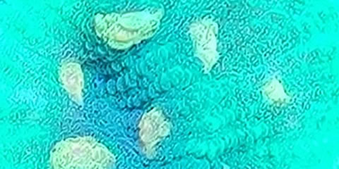 Chalice Space Invader Nachzucht