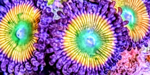 Zoanthus Sunny D