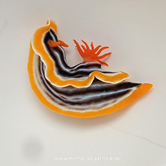 Chromodoris kuiteri Kuiters Prachtsternschnecke 1