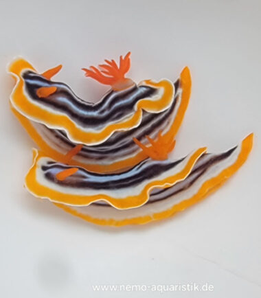 Chromodoris kuiteri Kuiters Prachtsternschnecke 3