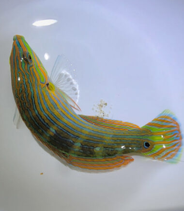 Halichoeres melanurus - Regenbogen Lippfisch 4