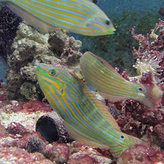 Halichoeres melanurus - Regenbogen Lippfisch 1