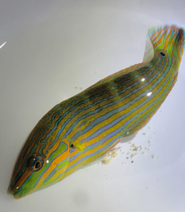 Halichoeres melanurus - Regenbogen Lippfisch 3