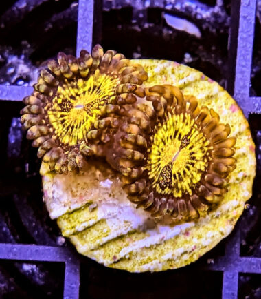 Zoanthus Palythoa Goldmaul