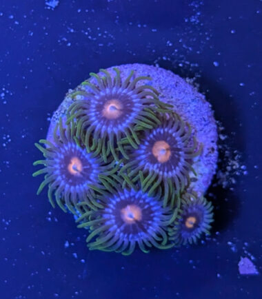 Zoanthus Palythoa Blue Blow Pop