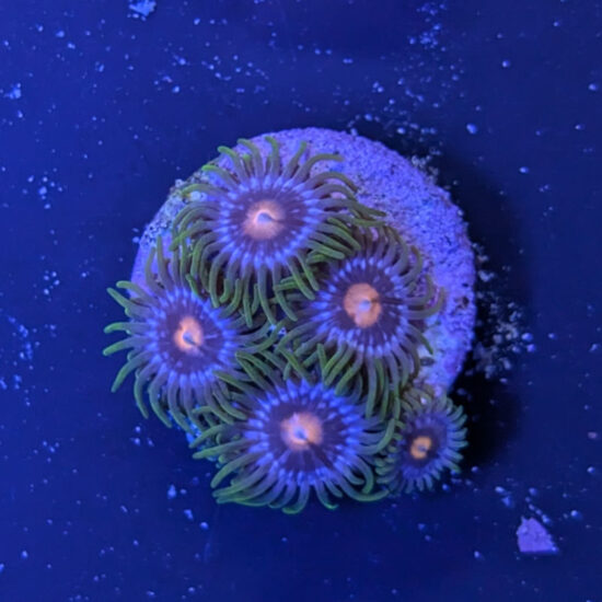 Zoanthus Palythoa Blue Blow Pop