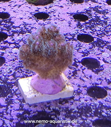 Pocillopora damicornis Himbeerkoralle Buschkoralle