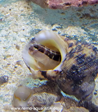 Ecsenius lineatus Gestreifter Blenny 3