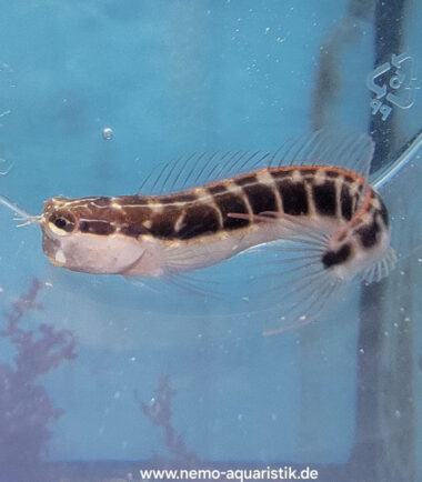 Ecsenius lineatus Gestreifter Blenny 2