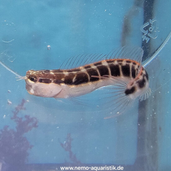 Ecsenius lineatus Gestreifter Blenny 1