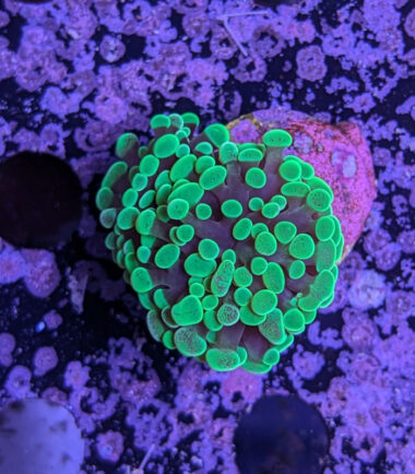 Euphyllia paraancora toxic green