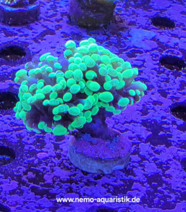 Euphyllia paraancora toxic green