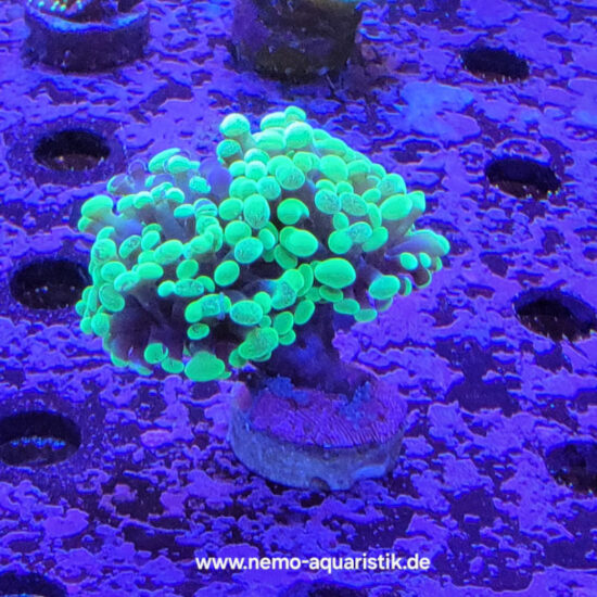 Euphyllia paraancora toxic green