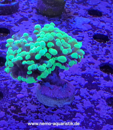 Euphyllia paraancora toxic green