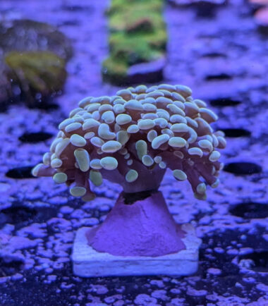 Euphyllia Fimbriaphyllia Paraancora Golden Nugget 2 Köpfe