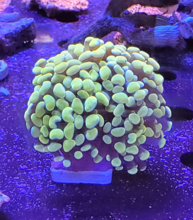 Euphyllia Fimbriaphyllia Paraancora Golden Nugget 2 Köpfe