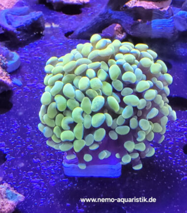 Euphyllia Fimbriaphyllia Paraancora Golden Nugget 2 Köpfe