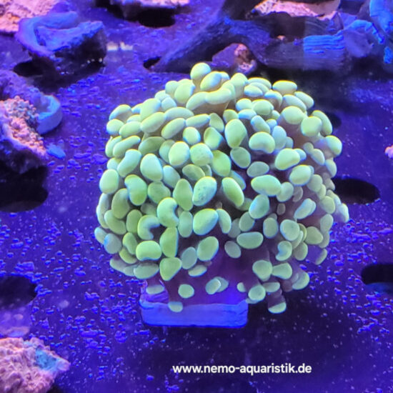 Euphyllia Fimbriaphyllia Paraancora Golden Nugget 2 Köpfe