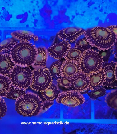 Zoanthus Palythoa Alien Antivenom 5