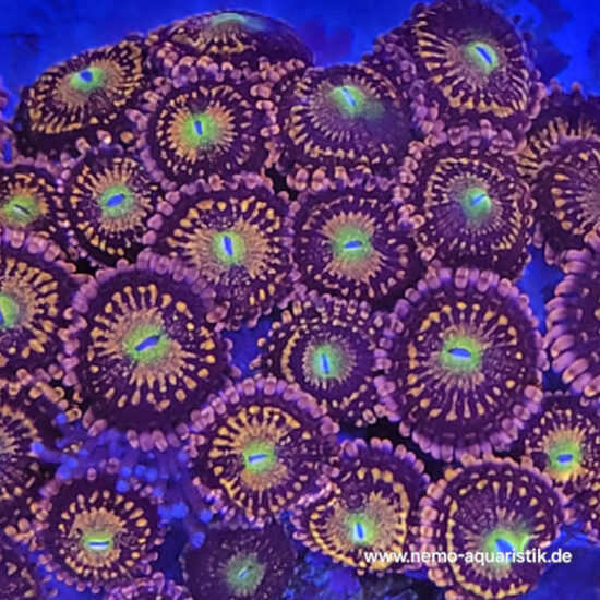 Zoanthus Palythoa Alien Antivenom 1