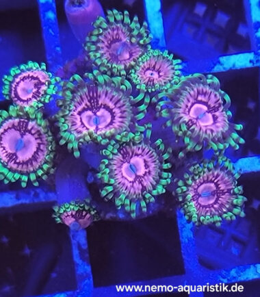Zoanthus Palythoa Fake Chilli 4