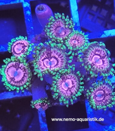 Zoanthus Palythoa Fake Chilli 3