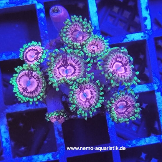 Zoanthus Palythoa Fake Chilli 1