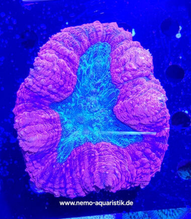 Lobophyllia rot