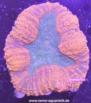 Lobophyllia rot