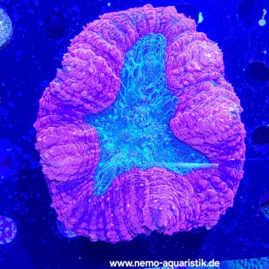 Lobophyllia rot