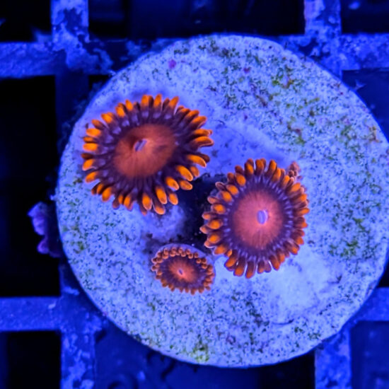 Zoanthus Palythoa Bam Bam 1