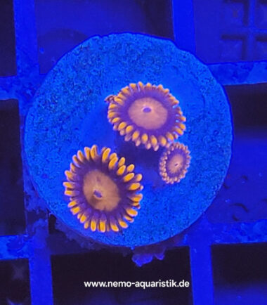Zoanthus Palythoa Bam Bam 4
