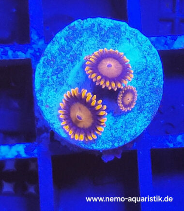 Zoanthus Palythoa Bam Bam 3