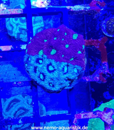 Favites pentagona- War Coral 4