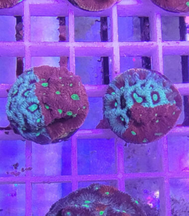 Favites pentagona- War Coral 2