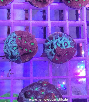 Favites pentagona- War Coral 3