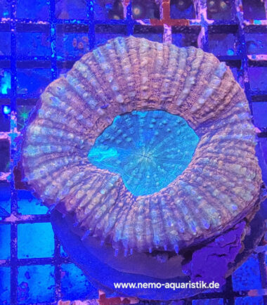 Lobophyllia bicolor 20.03.25 3