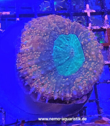 Lobophyllia bicolor 20.03.25 5