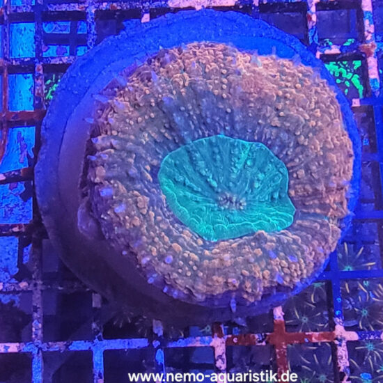 Lobophyllia bicolor 20.03.25 1