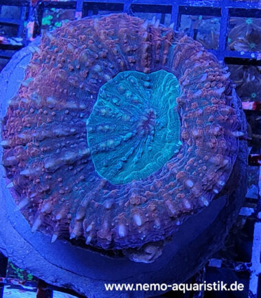 Lobophyllia bicolor 20.03.25 4