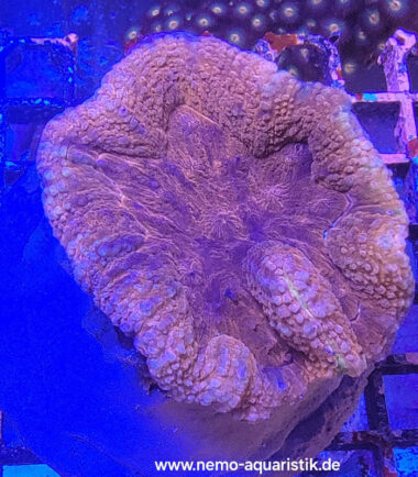Lobophyllia rot 20.03.25
