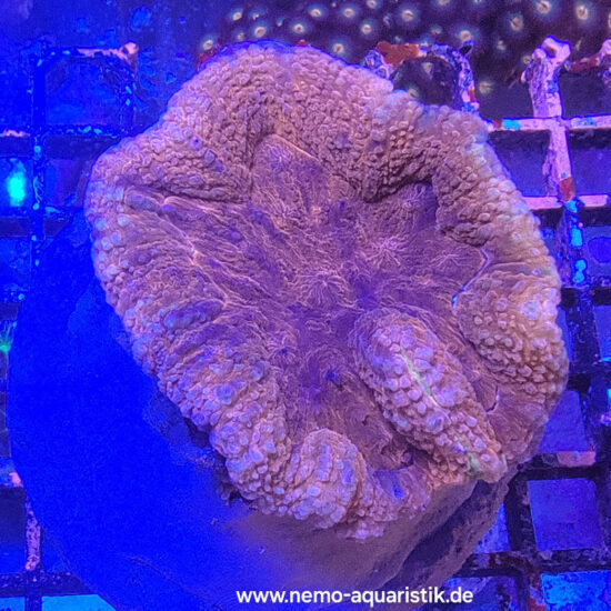 Lobophyllia rot 20.03.25 1